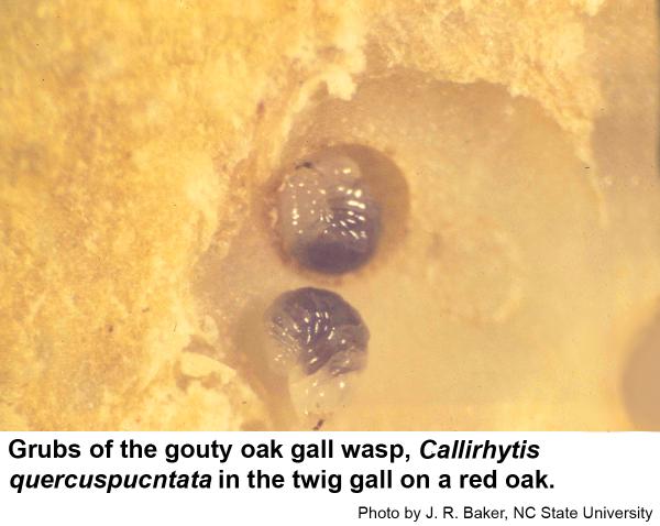 These gouty oak gall grubs 